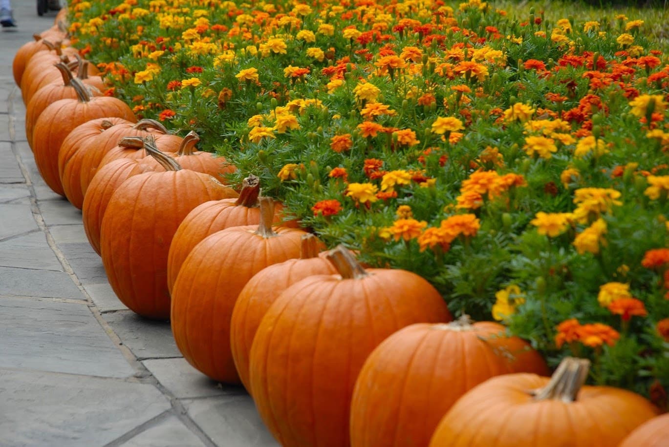 10 Fun Fall Events to do in Tampa