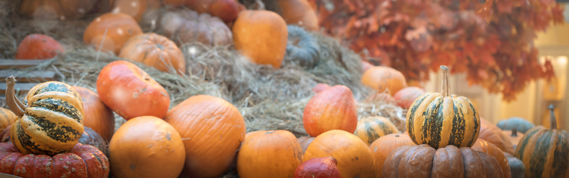 fall activities tampa