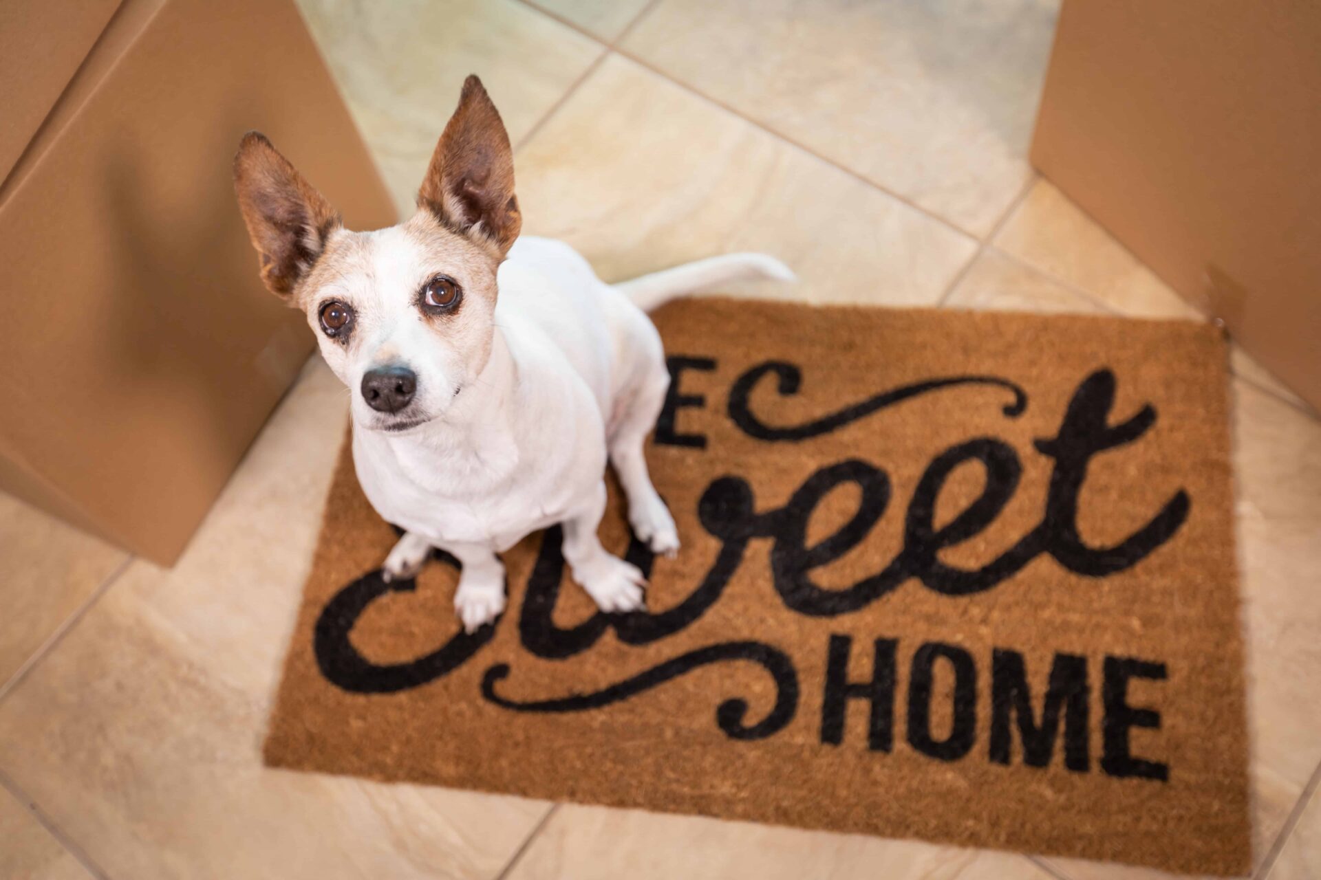 gen z dreams of home ownership with dog and home sweet home welcome mat