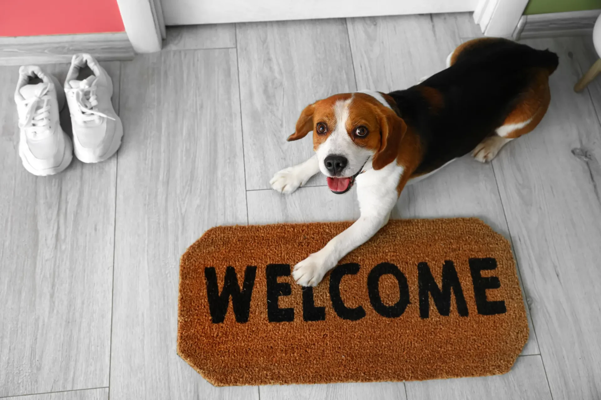 dog laying on a porch welcome mat