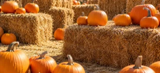 2026 Guide to Fall Events in Tampa Bay